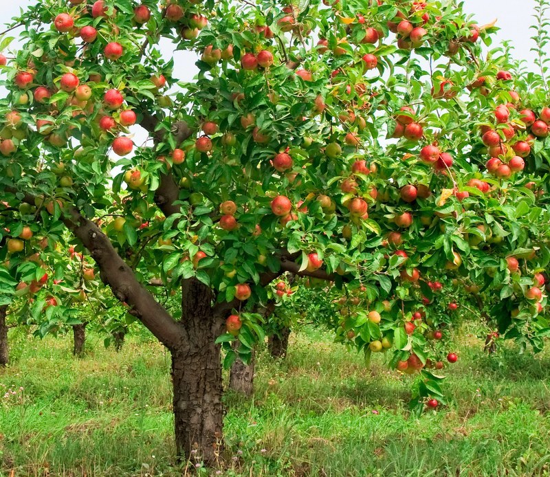 Сорт яблони лобо – плодоносящее дерево