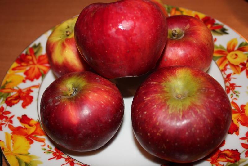 Сорт яблок лобо – зрелые плоды