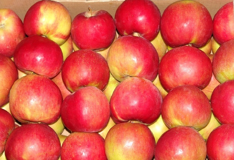 Сорт яблок лобо – достоинства и недостатки сорта