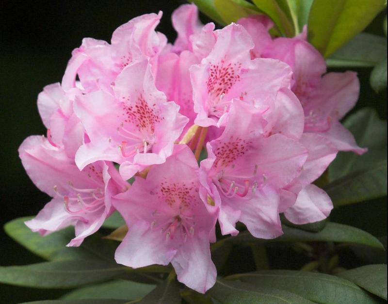Рододендрон (лат. Rhododendron)