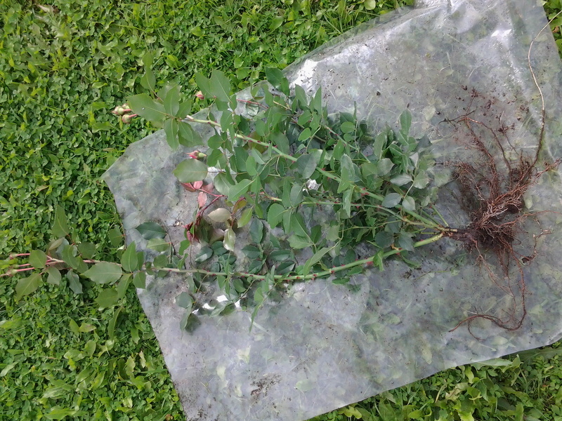 Размножение роз черенками, фото черенка розы в пакете