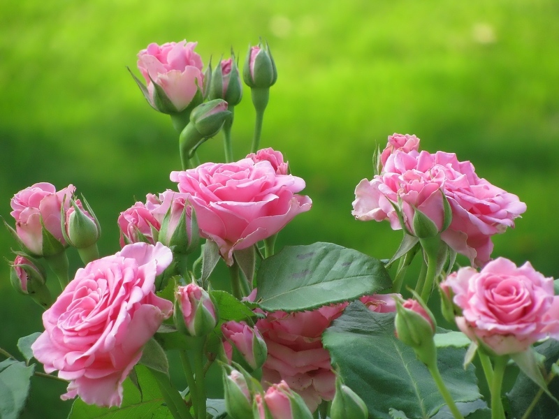 Размножение роз черенками, фото куста роз