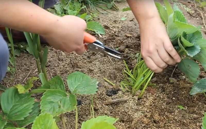 Как обработать клубнику после сбора урожая?