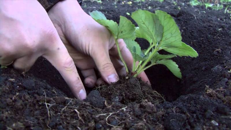 Обработка клубники после сбора урожая: проверка корней перед подкормкой