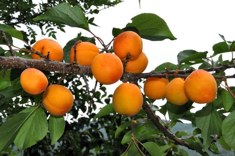 Абрикос (лат. Prunus armeniaca)