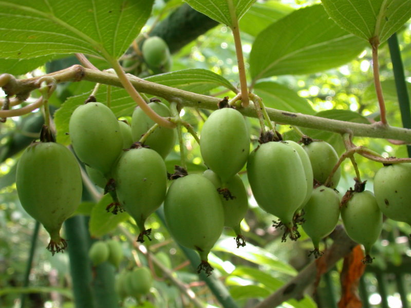 Актинидия (лат. Actinidia)