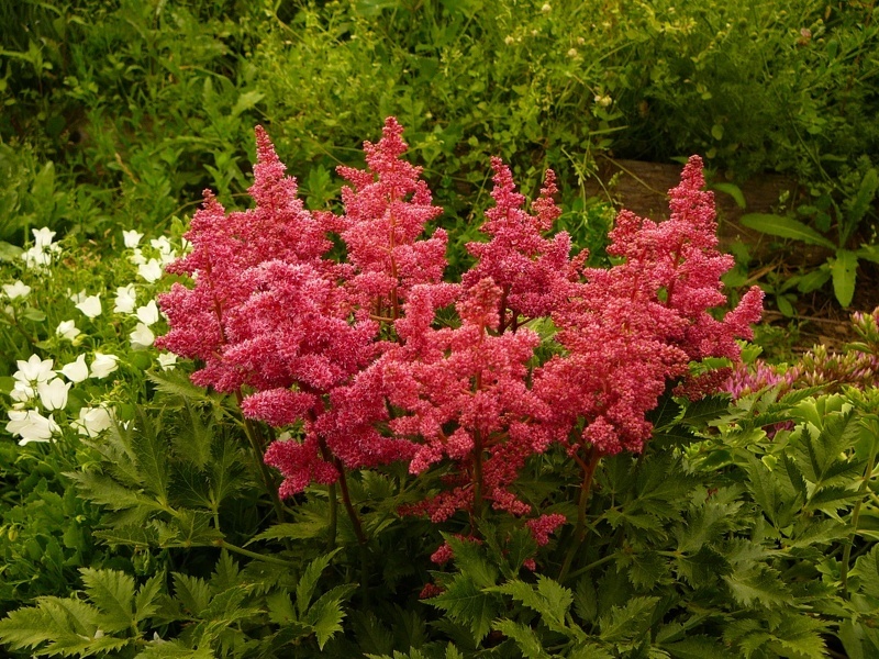 Астильба (лат. Astilbe)