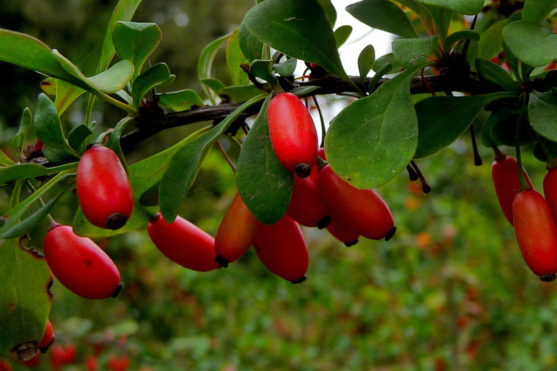 Барбарис (лат.  Berberis)