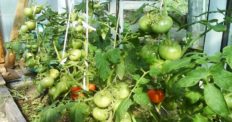 Болезни томатов и их лечение фото