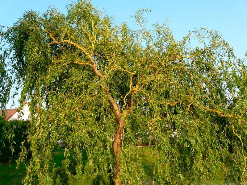 Ива Вавилонская кудрявая (лат. Salix babilonica)