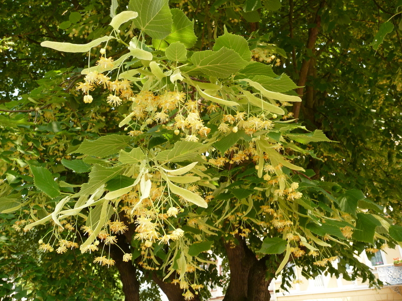 Липа (лат. Tilia)