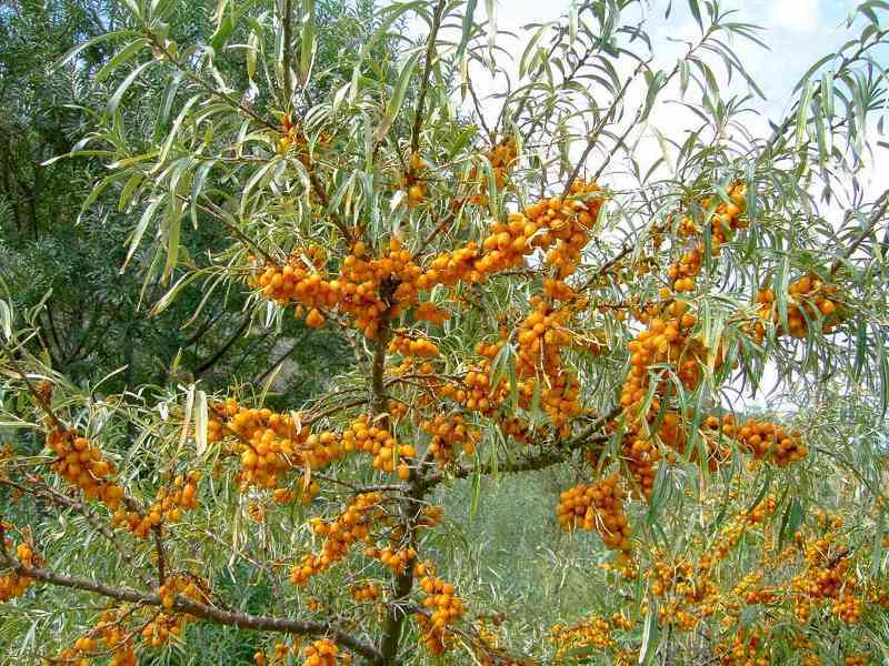 Облепиха (лат. Hippophae)