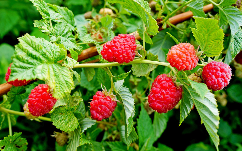 Малина  (лат. Rubus idaeus)