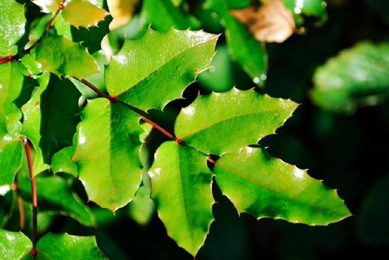 Магония падуболистная (лат. Mahonia aquifolium)