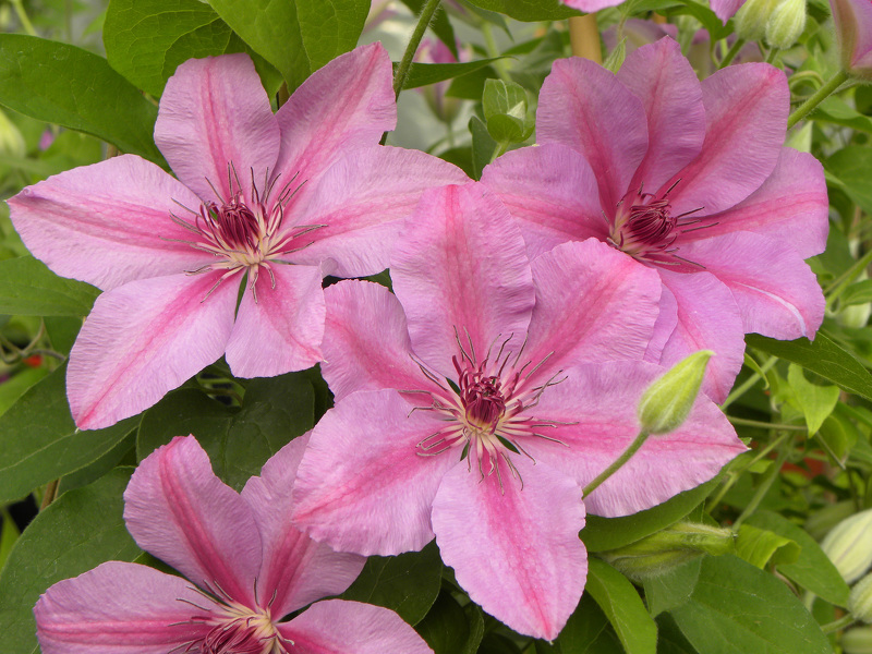 Клематис (лат. Clematis)