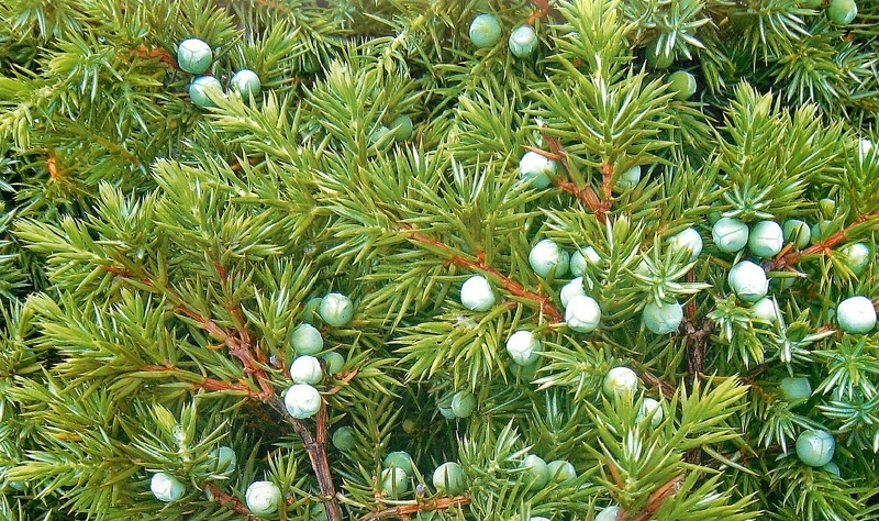 Можжевельник (лат. Juniperus)