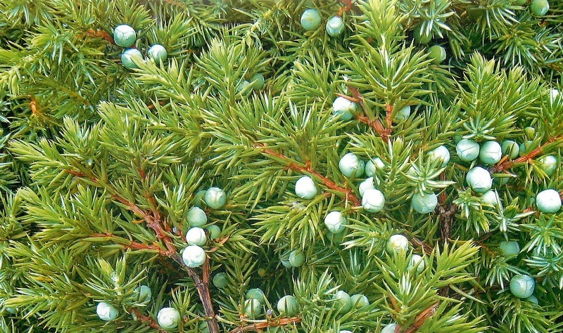 Можжевельник (лат. Juniperus)