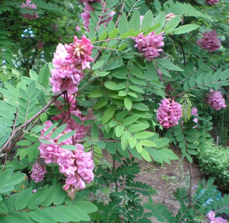 Робиния (лат. Robinia pseudoacacia)