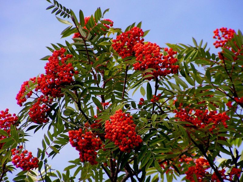 Рябина (лат. Sorbus aucuparia)