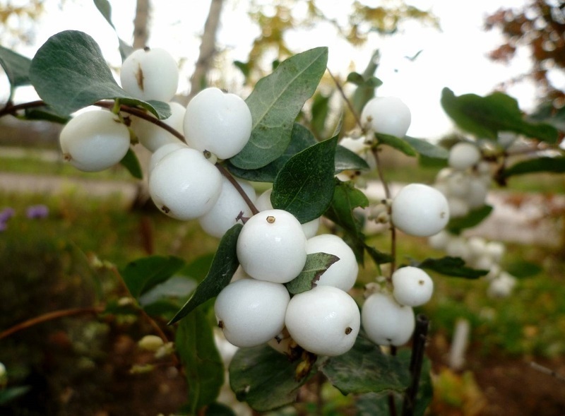 Снежноягодник (лат. Symphoricarpos)