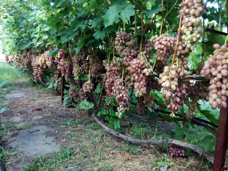 Виноградные посадки сорта Кишмиш Лучистый