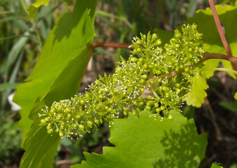 Виноград Кишмиш 342 - цветущая гроздь