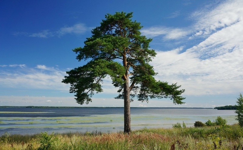 Сосна (лат. Pinus)