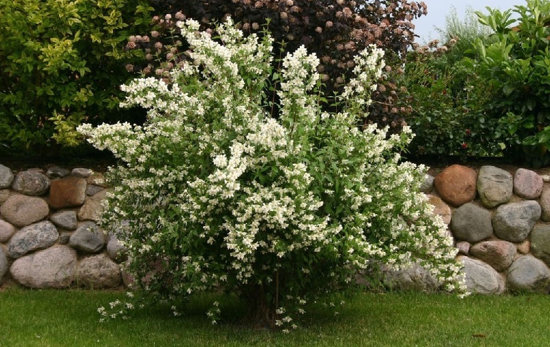 Чубушник (лат. Philadelphus)