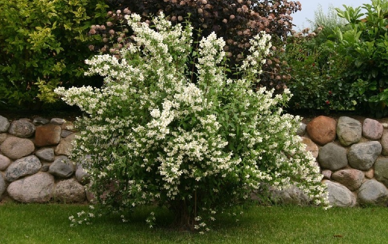 Чубушник (лат. Philadelphus)