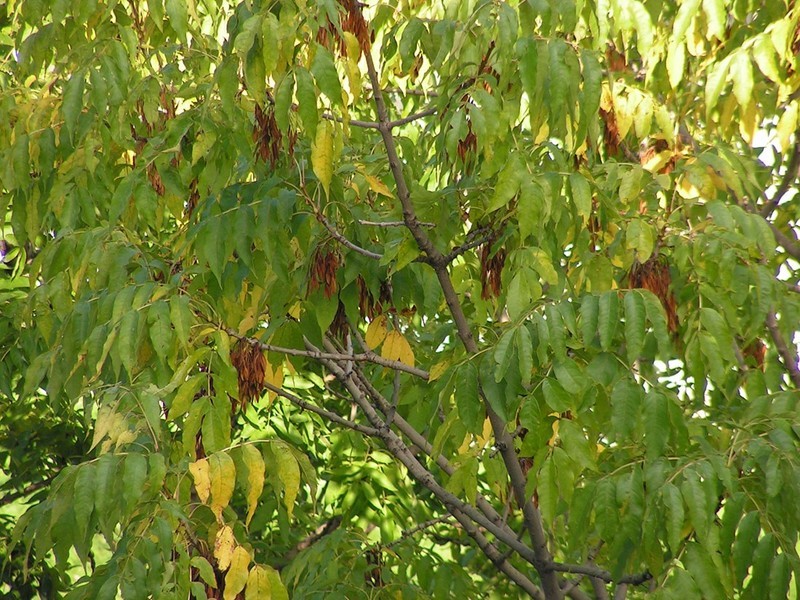 Ясень (лат. Fraxinus excelsior)