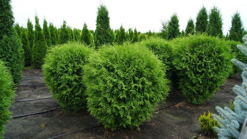 Туя (лат. Thuja)