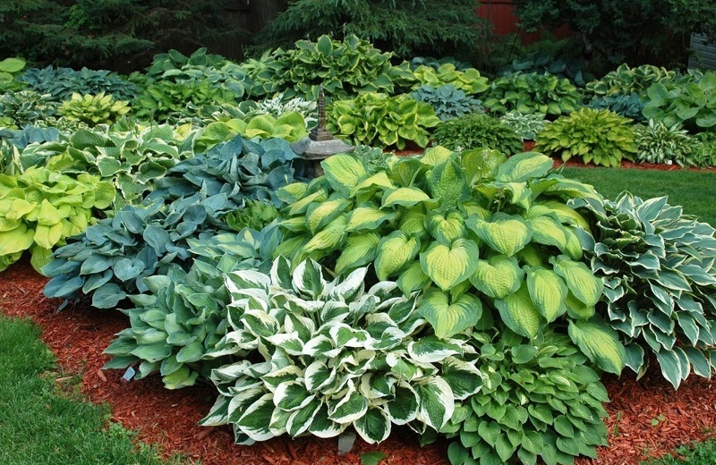 Хоста (лат.  Hosta)