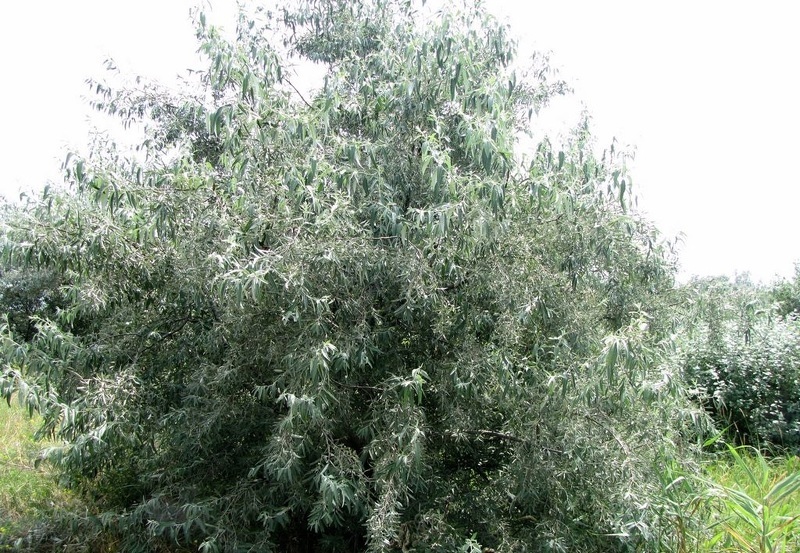 Лох (лат. Elaeagnus)