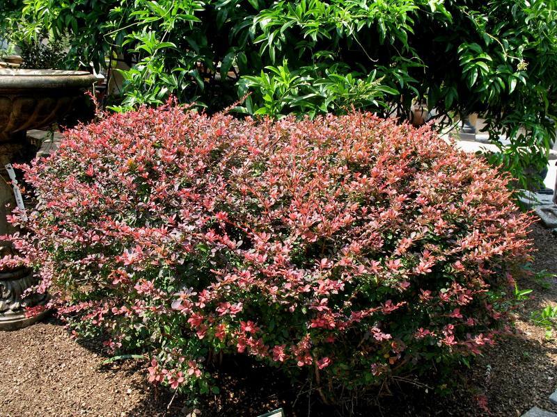 Барбарис Тунберга (лат. Berberis thunbergii)