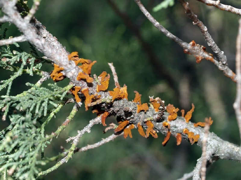 Пузырчатая ржавчина (лат. Cronartium ribicola)