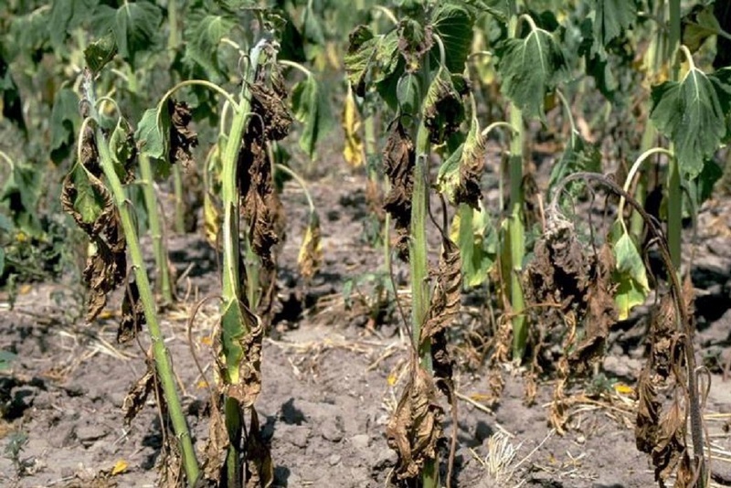 Фузариоз (лат. Fusarium)