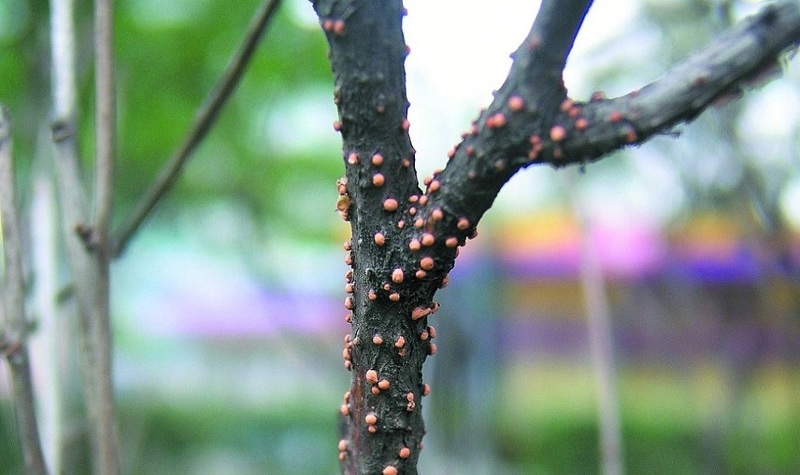 Некроз ветвей и стволов (лат. Nectria)