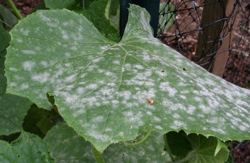 Ложная мучнистая роса (лат. Peronospora parasitica)