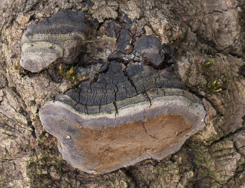 Гниль ствола (лат.Phellinus)