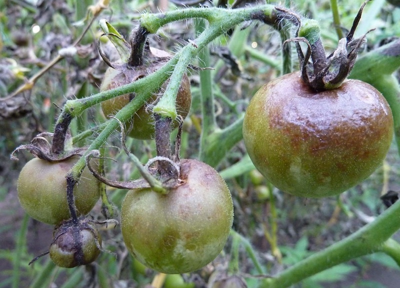Фитофтороз поражает листья, плоды и стебли томатов