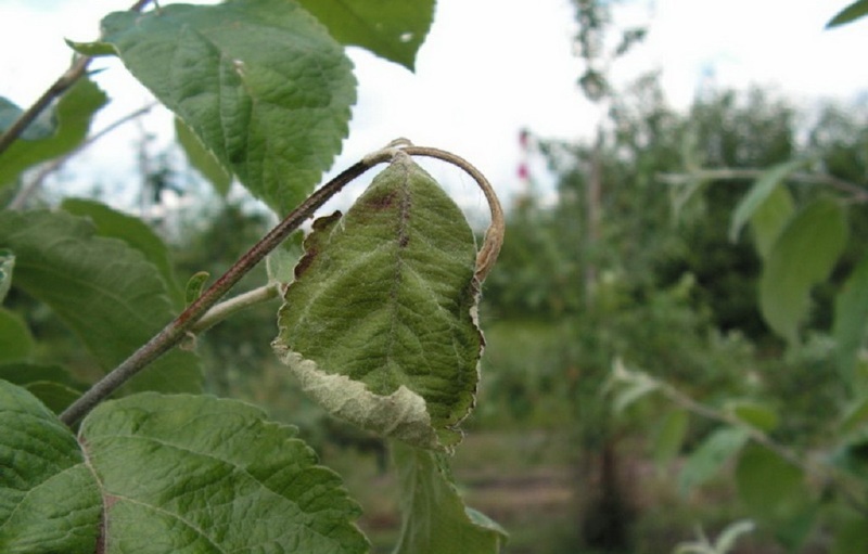 Бактериальная гниль побегов (лат. Ralstonia solanacearum)