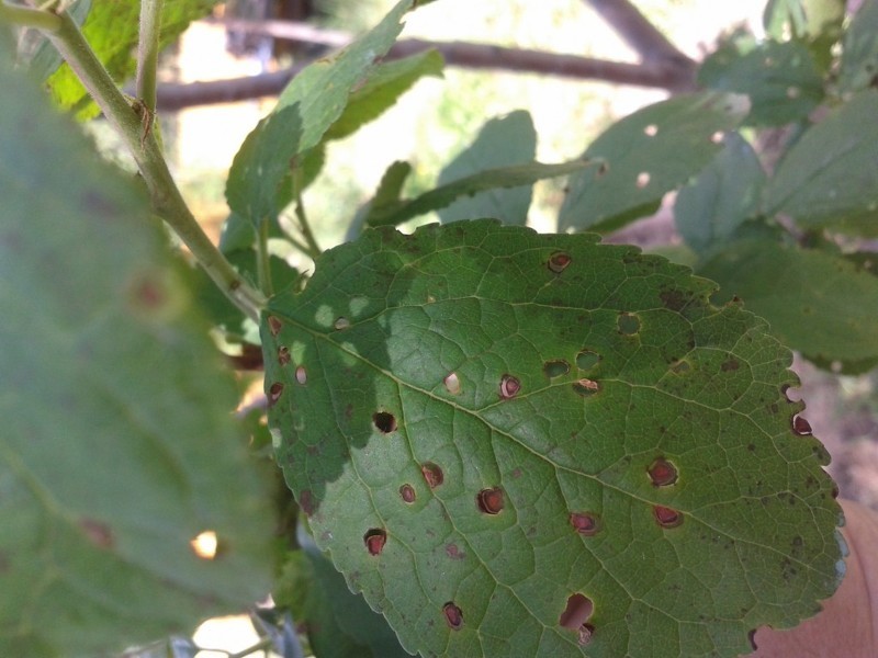 Дырчатая пятнистость (лат. Clasterosporium)