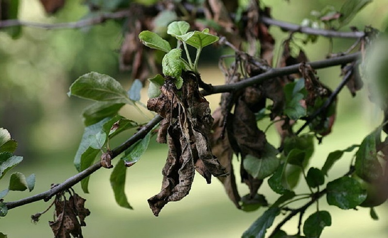 Усыхание побегов (лат. Cytospora)