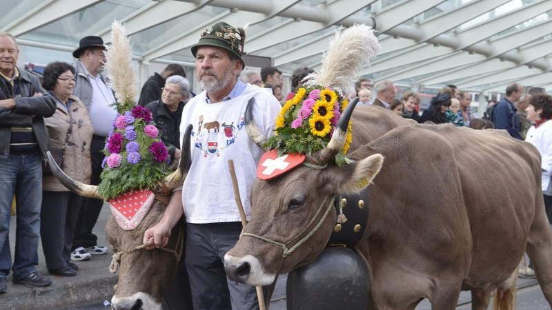 Выставка коров в Санкт-Галлене