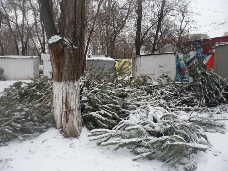Выброшенные новогодние елки после окончания праздников