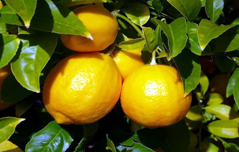 Лимон (лат. Citrus limon)