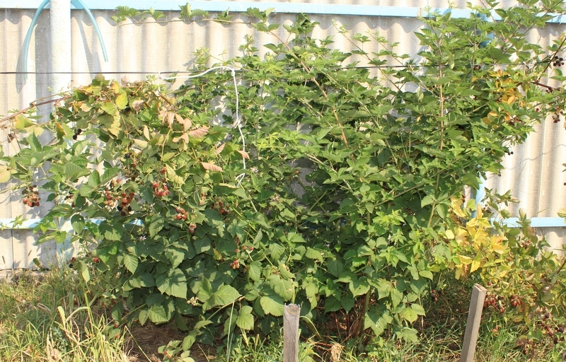 Ежевика садовая - популярные сорта, посадка и уход в саду с фото