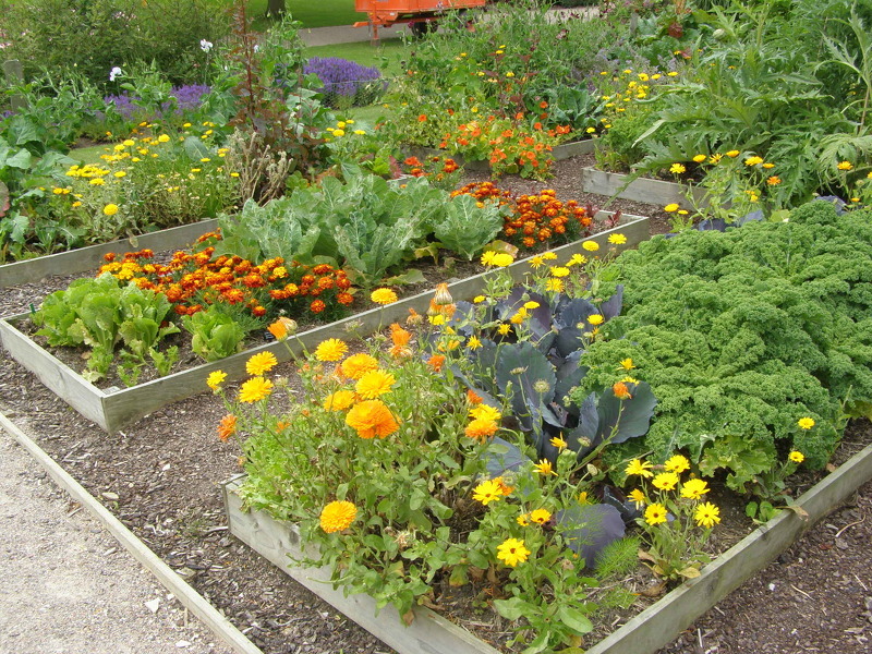 Совместимость растений и овощей при посадке в огороде