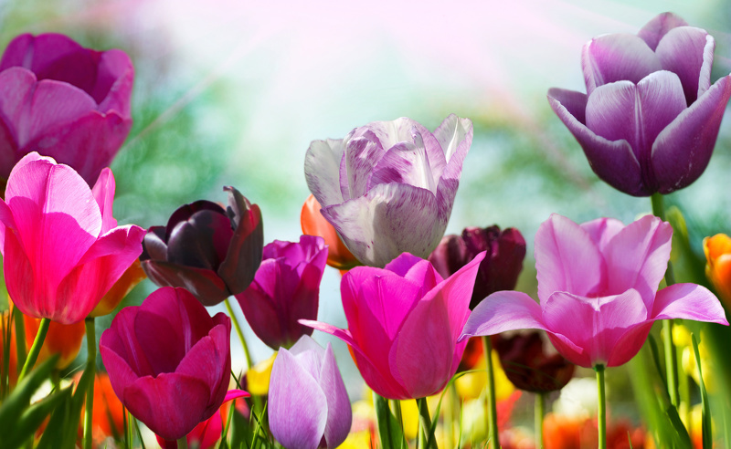 Прекрасные тюльпаны в подарок на 8 марта