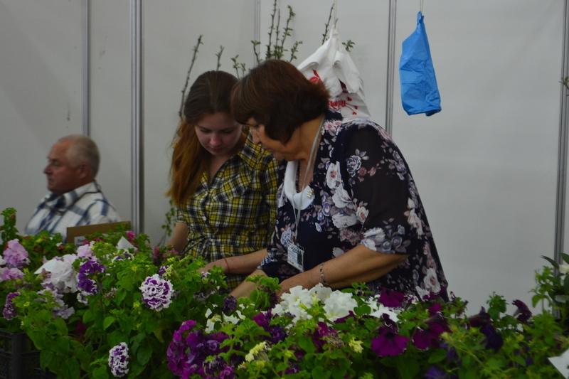 Однолетние цветы на весенней выставке на ВДНХ